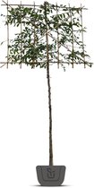 Leihaagbeuk | Carpinus betulus | leibeuk | Stamomtrek: 6-8 cm | Stamhoogte: 120 cm | Rek: 120 cm