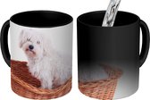 Magische Mok - Foto op Warmte Mokken - Koffiemok - Maltezer hond zit in een mand - Magic Mok - Beker - 350 ML - Theemok