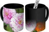 Magische Mok - Foto op Warmte Mok - Kleurrijke zinnias bloemen - 350 ML