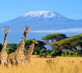 Giraffen in de wildernis - Fotobehang (in banen) - 450 x 260 cm
