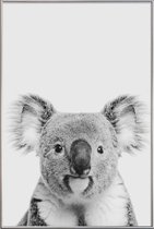 JUNIQE - Poster met kunststof lijst Koala Classic -40x60 /Wit & Zwart