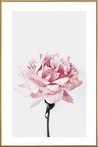 JUNIQE - Poster met kunststof lijst Peony Pink and Grey -40x60 /Ivoor