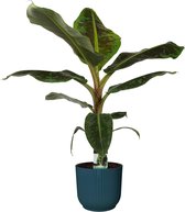 Kamerplant van Botanicly – Bananen plant in blauw ELHO plastic pot als set – Hoogte: 80 cm – Musa