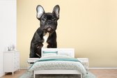 Behang - Fotobehang Franse Bulldog - Zwart - Beige - Breedte 600 cm x hoogte 400 cm
