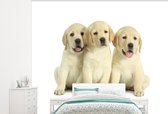 Behang - Fotobehang Schattige Labrador Retriever puppy's - Breedte 275 cm x hoogte 220 cm