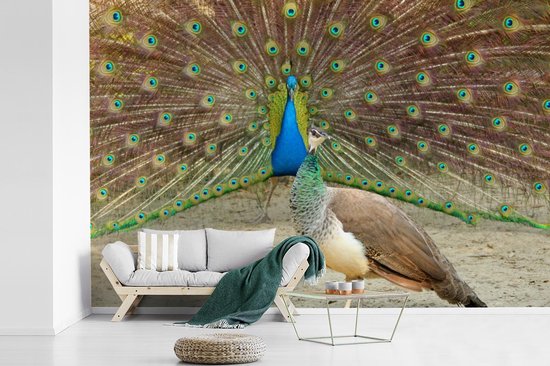 Paon vert mâle montre des plumes au paon femelle papier peint photo vinyle 360x240 cm - Tirage photo sur papier peint
