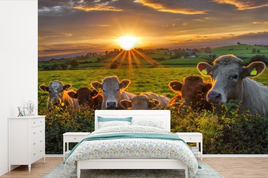 Papier peint - Papier peint Papier peint photo Soleil - Vache - Herbe - Largeur 420 cm x hauteur 280 cm
