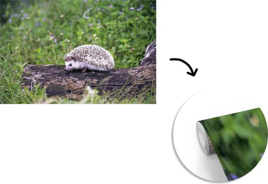 Papier peint photo peint photo vinyle - Hérisson sur souche d'arbre largeur 360 cm x hauteur 240 cm - Tirage photo sur papier peint (disponible en 7 tailles)