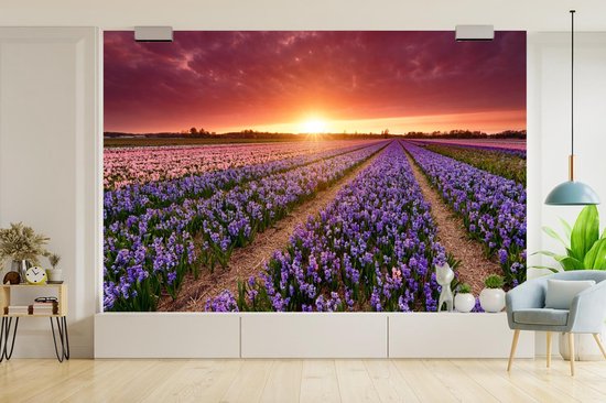 Papier peint photo peint vinyle - Jacinthes en paysage néerlandais largeur 330 cm x hauteur 220 cm - Tirage photo sur papier peint (disponible en 7 tailles)