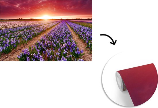 Papier peint photo peint vinyle - Jacinthes en paysage néerlandais largeur 330 cm x hauteur 220 cm - Tirage photo sur papier peint (disponible en 7 tailles)