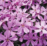 Phlox subulata 'Fort Hill' - Vlambloem - Planthoogte: 12 cm - Pot 11 cm (1 liter)