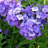 Phlox paniculata 'Blue Paradise' - Floks, Vlambloem - Planthoogte: 5 cm - Pot 11 cm (1 liter)