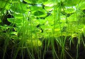 AQL Aquariumplanten : Drijfplantjes Limnobium laevigatum (los verpakt 10 stuks)