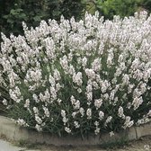 Lavandula angustifolia 'Arctic Snow' - Witte lavendel - Planthoogte: 10 cm - Pot 17 cm (2 liter)