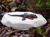 Salamander op rotssteen MASSIEF BRONS 5 cm hoog - bronzen beeld - tuinbeeld - hoogkwalitatief brons - decoratiefiguur - interieur - accessoire - voor binnen - voor buiten - cadeau