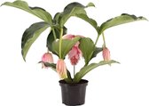 Plant in a Box - Medinilla Magnifica - Bloeiende Kamerplant - Pot 17cm - Hoogte 40-50cm