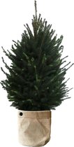 Boom van Botanicly – Picea glauca Super Green met een jutezak als set – Hoogte: 110 cm