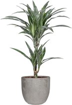 Kamerplant van Botanicly – Drakenboom in grijs Keramisch pot 'MICA' als set – Hoogte: 65 cm – Dracaena fragr. Warneckii