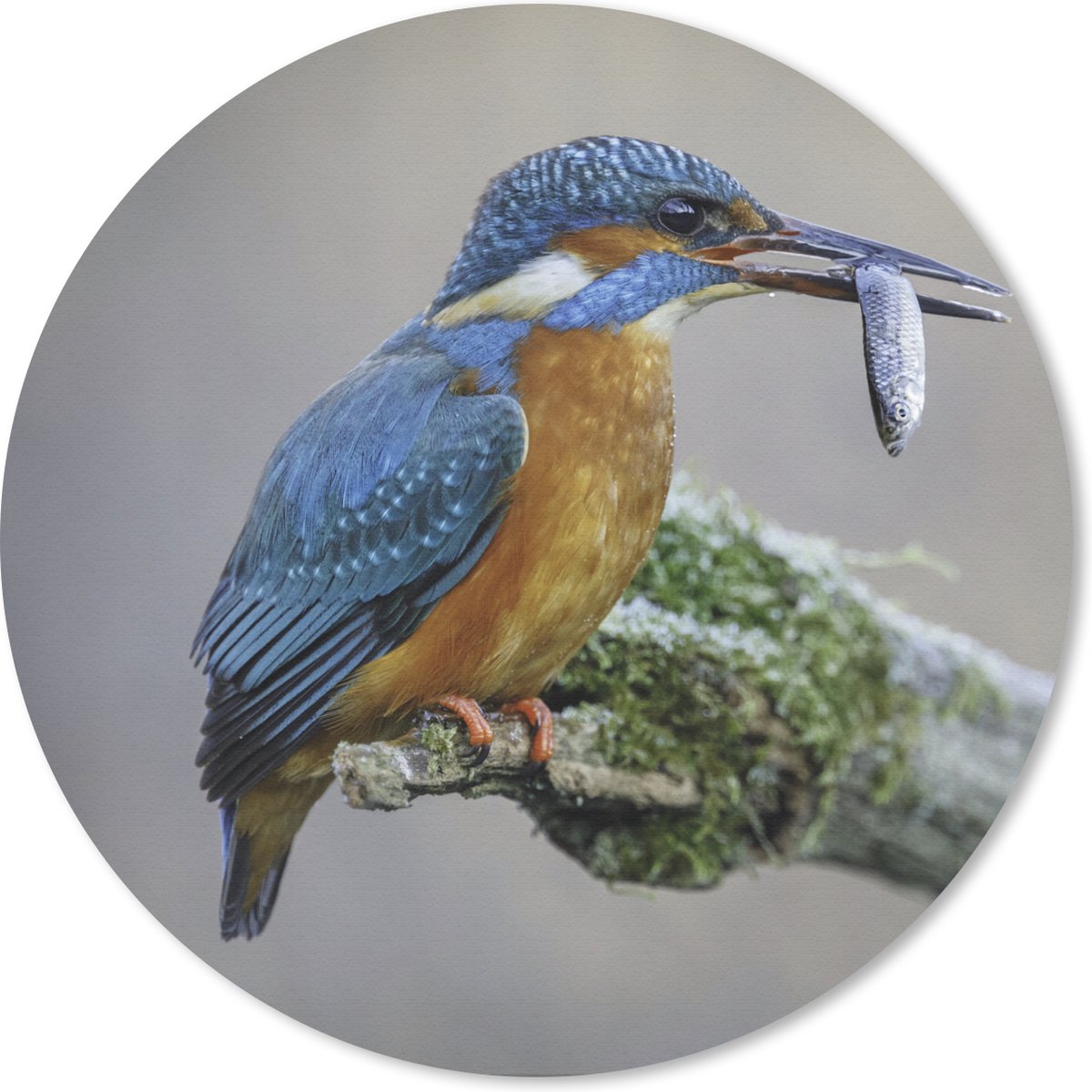 Muismat rond 50x50 cm - Mousepad IJsvogel - Vis - Dier - Ronde muismatten
