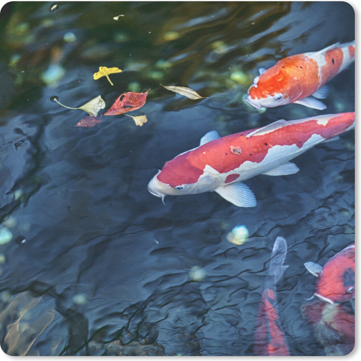 Muismat 20x20 cm - Mousepad Vier koi karpers in een vijver - Muismatten