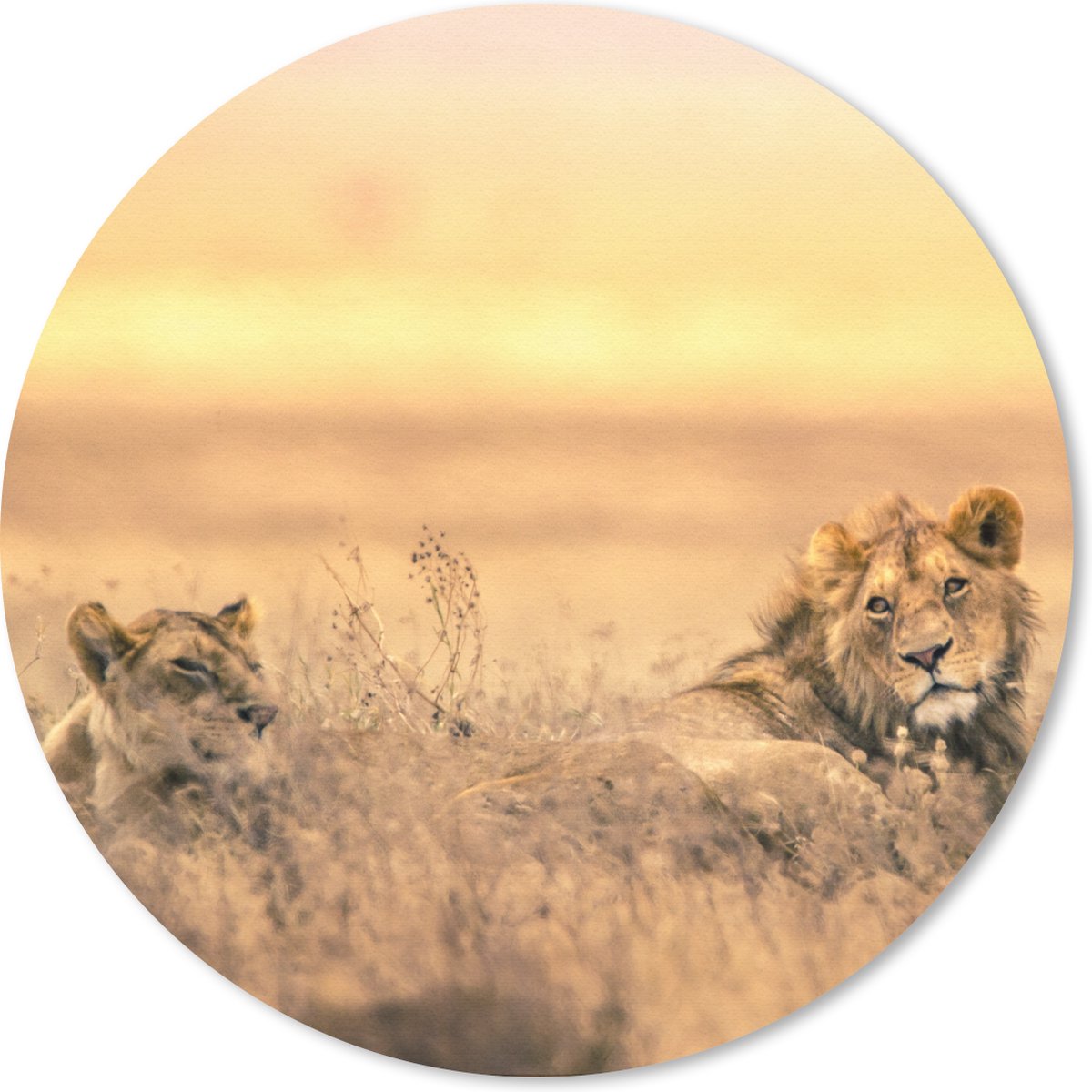 Muismat rond 50x50 cm - Mousepad Leeuwen - Gras - Lucht - Ronde muismatten