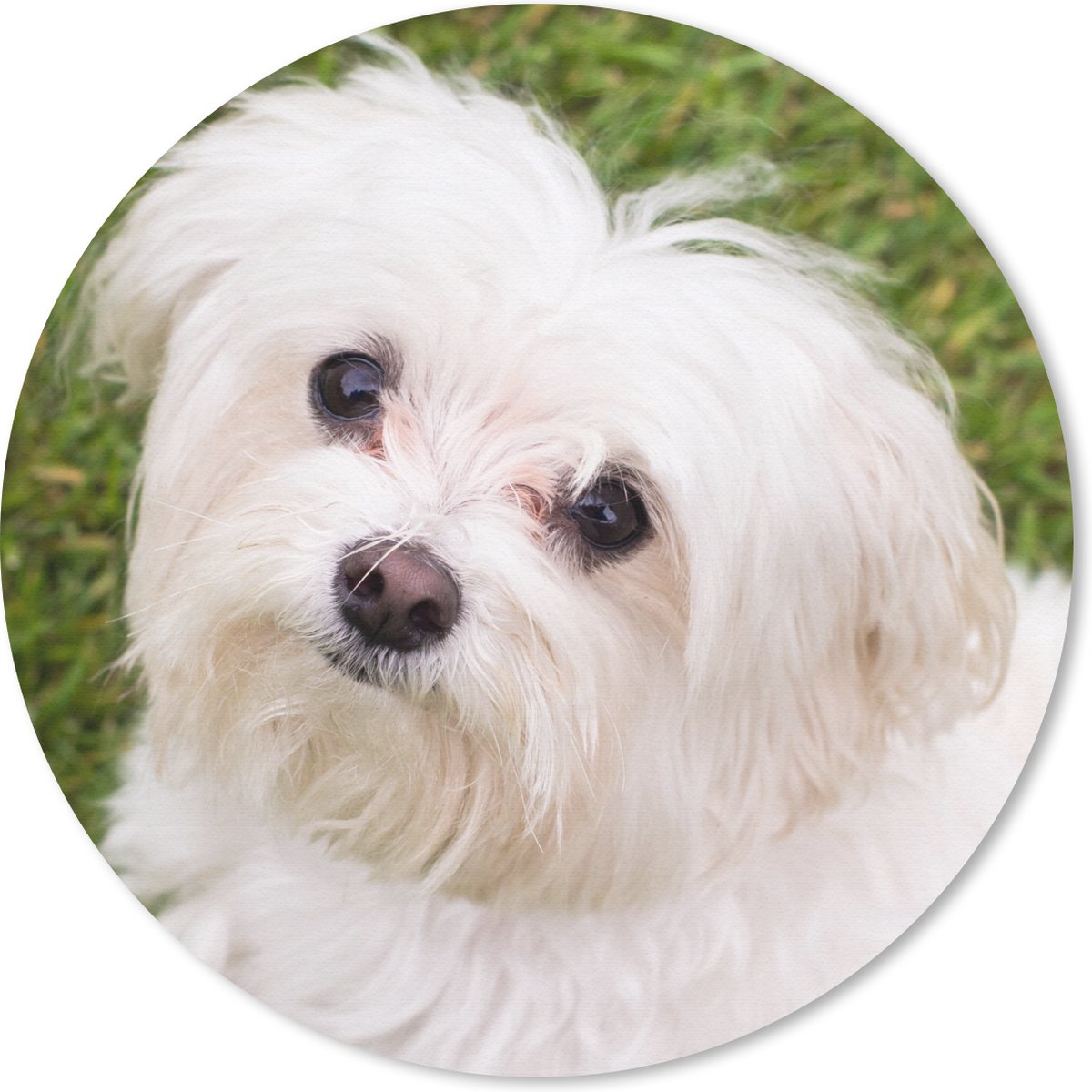 Muismat rond 20x20 cm - Mousepad Maltezer hond kijkt naar boven - Ronde muismatten