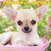 Chihuahua Puppies Kalender 2022