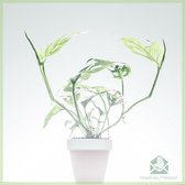 Monstera acuminata monkeymask - kamerplanten - geworteld - miniplantje - babyplantje - stekje