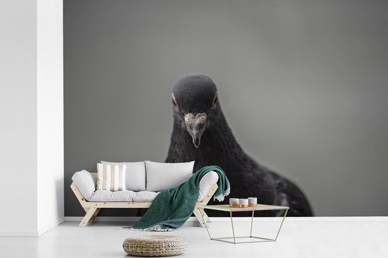Papier peint photo vinyle - Un beau pigeon sur fond gris largeur 330 cm x hauteur 220 cm - Tirage photo sur papier peint (disponible en 7 tailles)