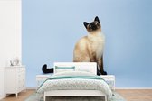 Behang - Fotobehang Een Siamese kat in een blauwe studio - Breedte 330 cm x hoogte 220 cm