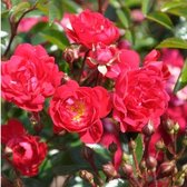 2x Rosa 'Rote The Fairy' - Bodembedekkende roos in pot C1,3