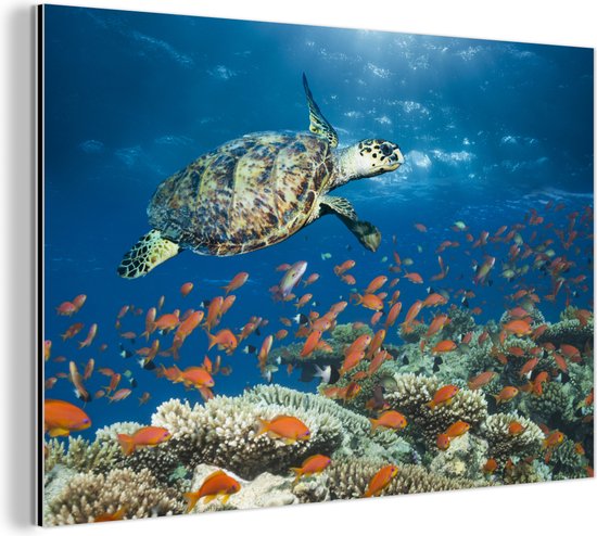 Wanddecoratie Metaal - Aluminium Schilderij Industrieel - Koraalrif met schildpad - 180x120 cm - Dibond - Foto op aluminium - Industriële muurdecoratie - Voor de woonkamer/slaapkamer