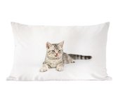 Sierkussen Chats' intérieur - Chaton fond blanc - 60x40 cm - Coussin intérieur rectangulaire en coton