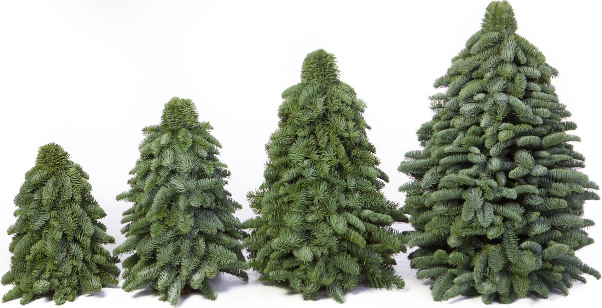 Nobilis Kerstboom 30CM Klein Kerstboompje Handgemaakt Vers