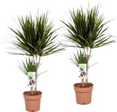 Plant in a Box - Set van 2 Dracaena Marginata - Dracaena drakenbloedboom - Pot 17cm - Hoogte 70-80cm