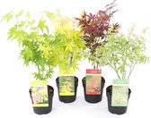 Plant in a Box - Japanse Esdoorn - Set van 4 - Winterhard - Acer palmatum 'Atropurpureum', 'Going Green', 'Orange Dream', 'Butterfly' - Pot 10,5cm - Hoogte 25-40cm