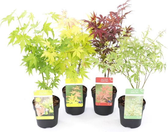 Plant in a Box - Japanse Esdoorn bomen winterhard - Set van 4 - Acer palmatum 'Atropurpureum', 'Going Green', 'Orange Dream', 'Butterfly' - Pot 10,5cm - Hoogte 25-40cm