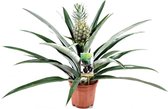 Plant in a Box - Ananas comosus - Tropische Ananasplant - anti-snurkplant - bromeläine enzym - Pot 14cm - Hoogte 45-55cm