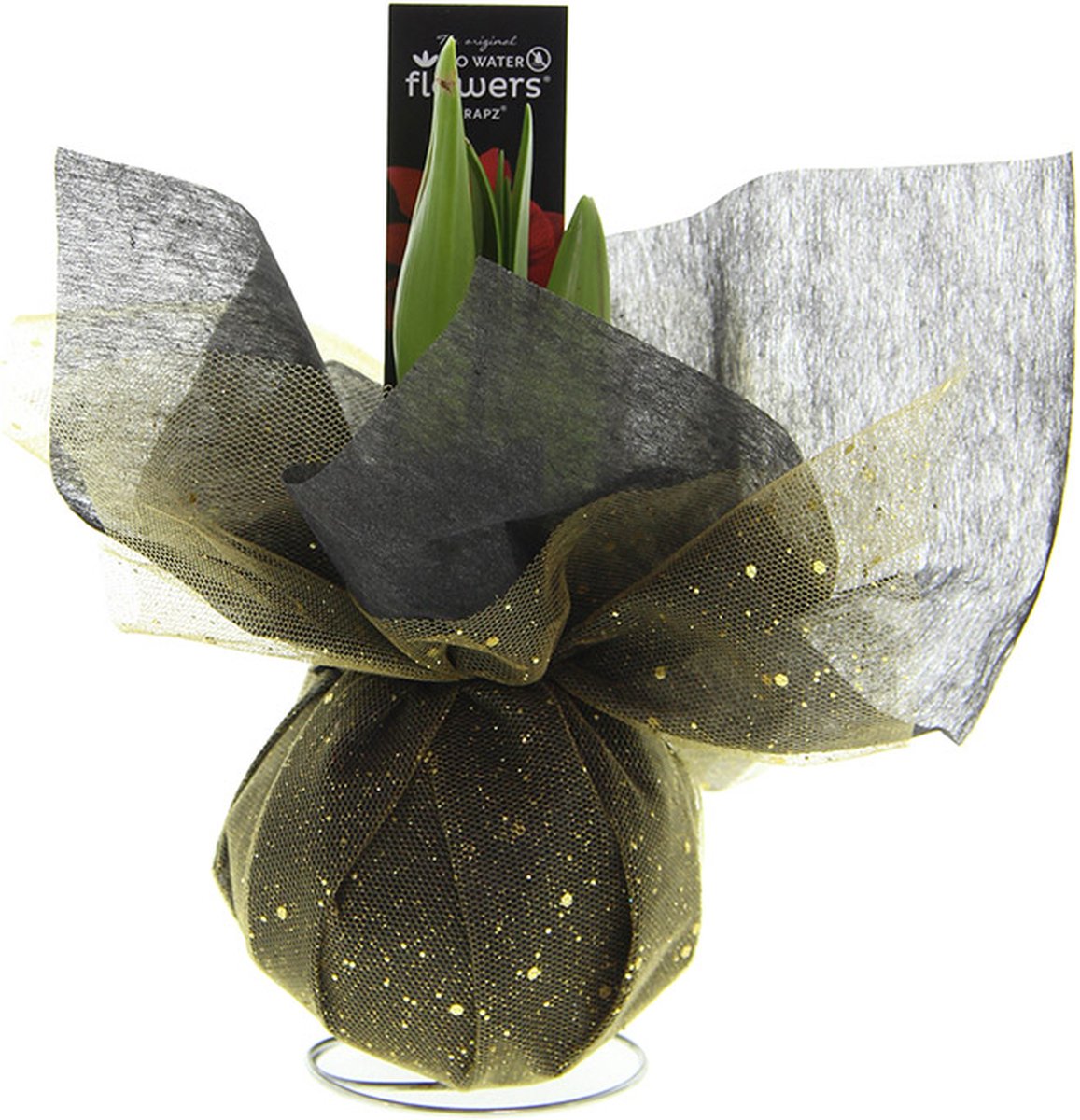 Amaryllis Xmas Wrapz goud | Rood | Kamerplant | 100% Bloeigarantie