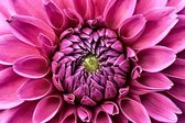 Flower close up – 135cm x 90cm - Fotokunst op PlexiglasⓇ incl. certificaat & garantie.