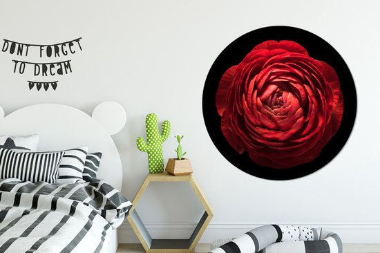 WallCircle - Wall Circle - Wall Circle - Un renoncule rouge gros plan sur fond noir - Aluminium - Dibond - 120x120 cm - Intérieur et Extérieur XXL