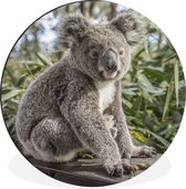 WallCircle - Tableau - Koala Bois Plantes Dibond Et Xxl - Multicolore - 120 X 120 Cm