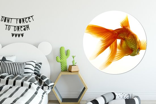 WallCircle - Cercle Mural - Cercle Mural - Poisson Rouge - Animaux aquatiques - Wit - Aluminium - Dibond - 120x120 cm - Intérieur et Extérieur XXL