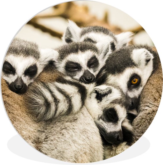 Cinq lémur catta se couchent côte à côte et dorment Assiette en plastique cercle mural ⌀ 120 cm - impression photo sur cercle mural / cercle vivant (décoration murale) XXL / Groot format!