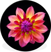 Un gros plan de la fleur de dahlia multicolore sur fond noir Cercle mural aluminium ⌀ 30 cm - tirage photo sur cercle mural / cercle vivant / cercle de jardin (décoration murale)