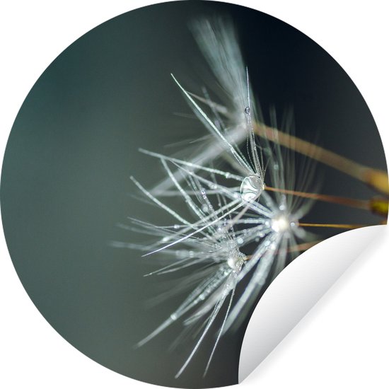 Graines de pissenlit recouvertes d'autocollant de papier peint cercle de mur de rosée précoce 100x100 cm / cercle de papier peint / cercle mural / cercle vivant - auto-adhésif et coupe ronde