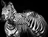 Zebra love ii – 80cm x 120cm - Fotokunst op PlexiglasⓇ incl. certificaat & garantie.