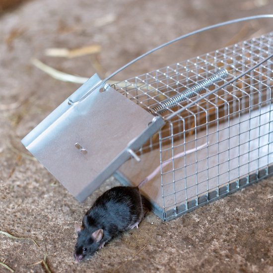 Piège à souris vivante animal friendly