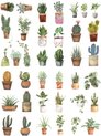 Vetplant en cactussen