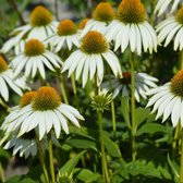 Echinacea purpurea 'Alba' - Zonnehoed - Planthoogte: 5 cm - Pot 11 cm (1 liter)